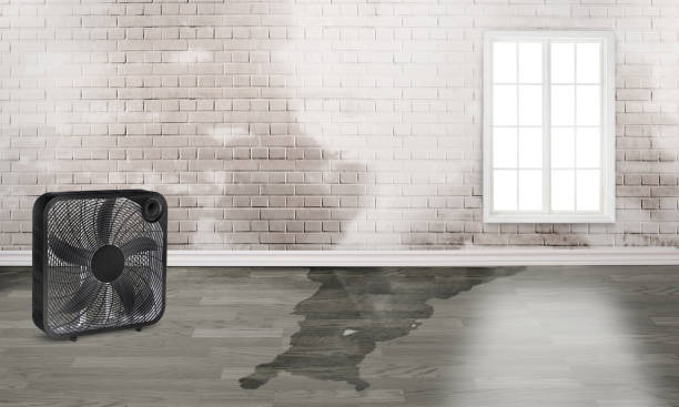 Best Mold removal after water damage  in Oak Park, IL